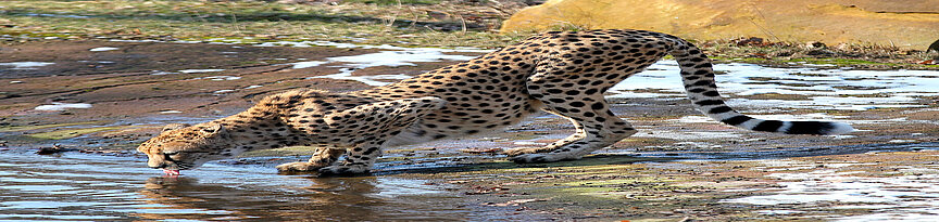 Southern cheetah drinking