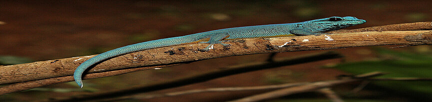 Türkisblauer-Taggecko auf einem Ast