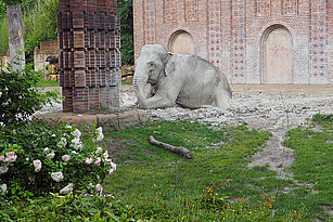Elefantenkuh "Saida" beim Schlammbad auf der Au�enanlage