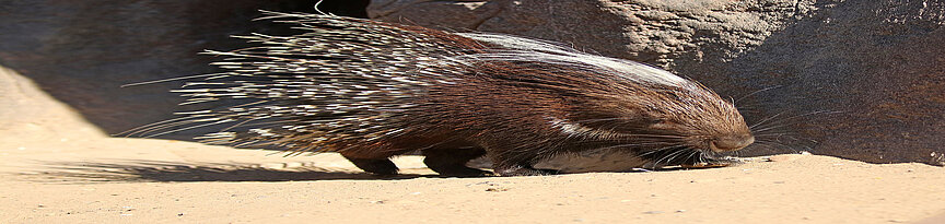 Cape porcupine walking over the sand