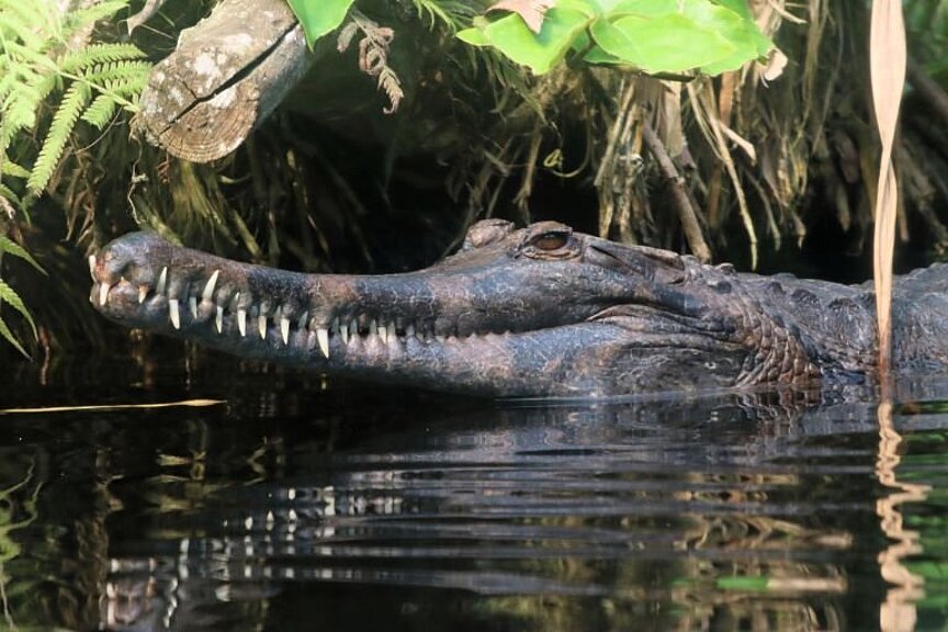 Veranstaltungskalender Bilder - 3 Sunda-Gavial im Wasser