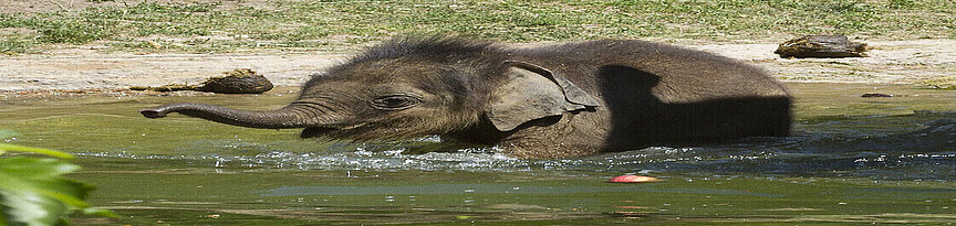 Elefantenbulle Ben_Long_badet
