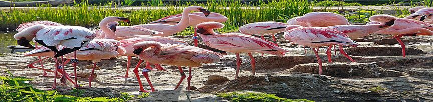 Lesser flamingo 