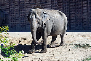 Elefantenkuh auf der Außenanlage-