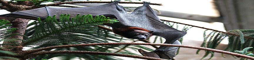 Small flying fox hanging in the tree