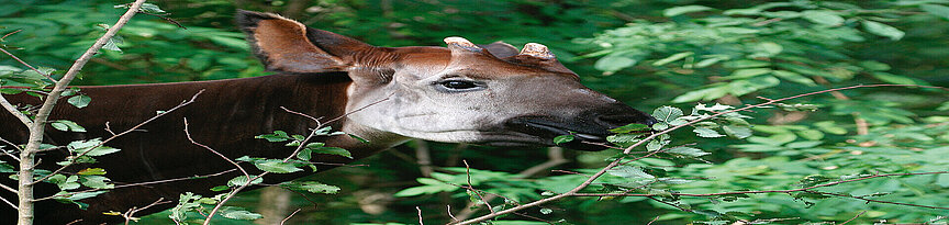 Okapi beim Fressen