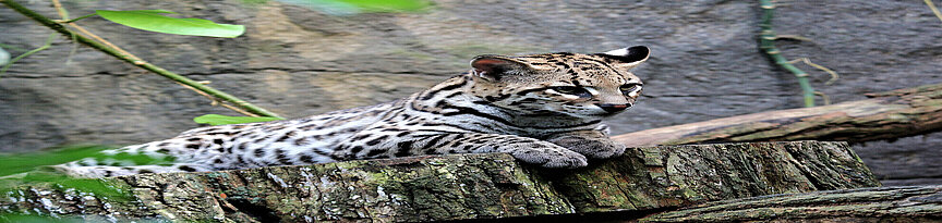 ocelot laying on a tree trunk