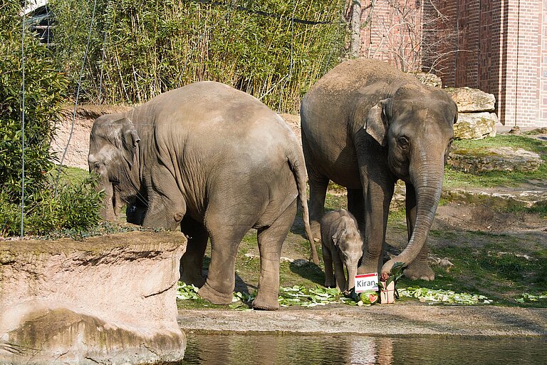 Elefantenkalb Kiran mit Rani und Don Chung
