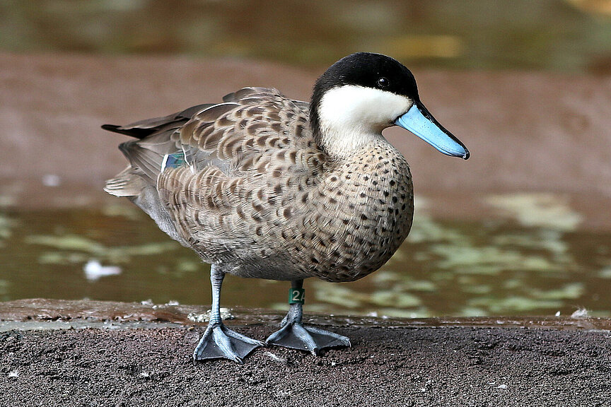 Puna teal 