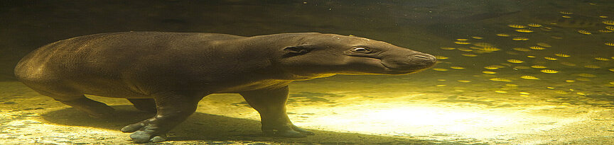 Pygmy hippopotamus under water