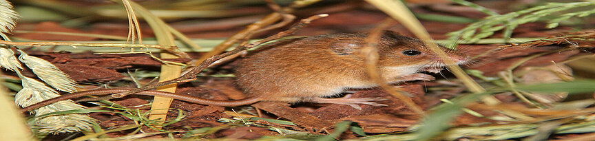 Eurasian harvest mouse 