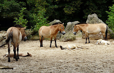 Przewalskipferde, drei stehend und zwei liegend
