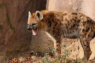Spotted hyena roaring