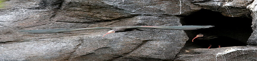 flying Hermit ibis 