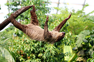 Linne’s two-toed sloth swinging from bough to bough