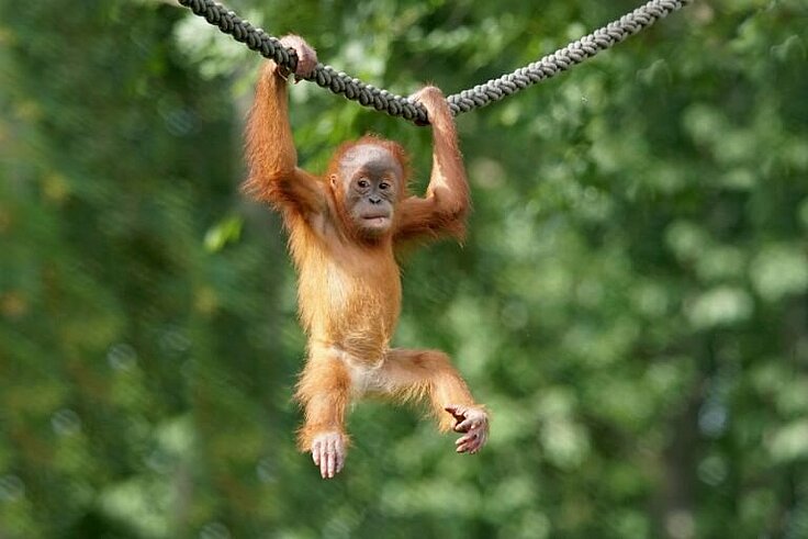 Orang-Utan Jungtier klettert an Seil