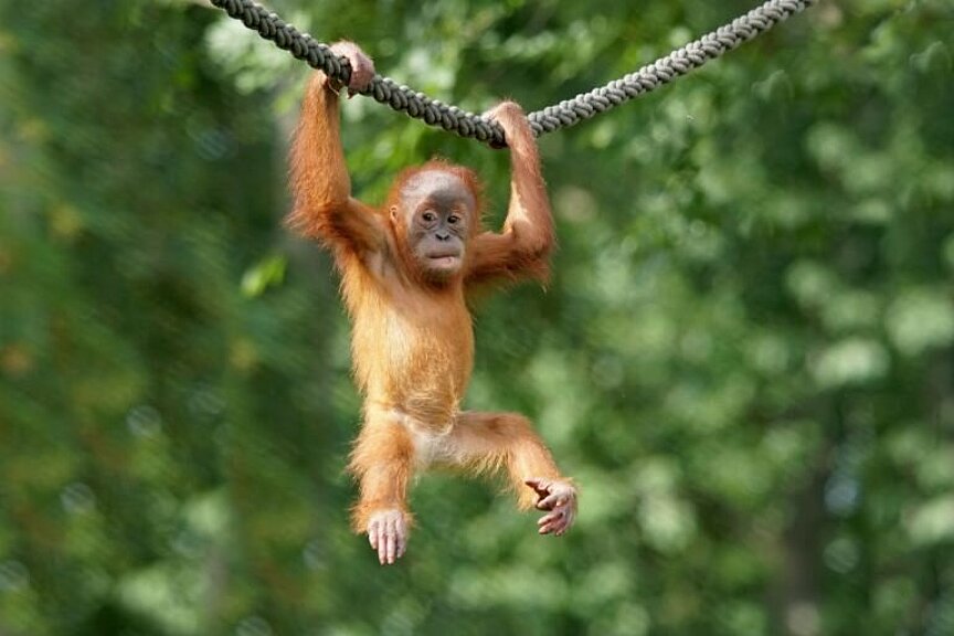 Orang-Utan Jungtier klettert an Seil