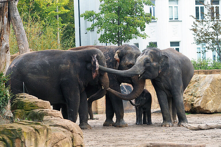 Drei Elefanten berüsseln sich, ein Jungtier steht dazwischen. 