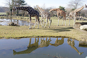 Giraffen am Wasser (und im Wasser)
