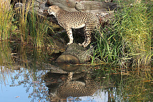 Ein Südafrikanischer Gepard von der Seite steht auf einem Holzstamm am Ufer eines Grabens. Im Wasser ist sein Spiegelbild zu sehen, im Hintergrund Schilf und ein großer liegender Baumstamm.