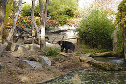  sloth bears move from the bear castle to their new home