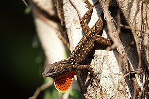 Brown anole 