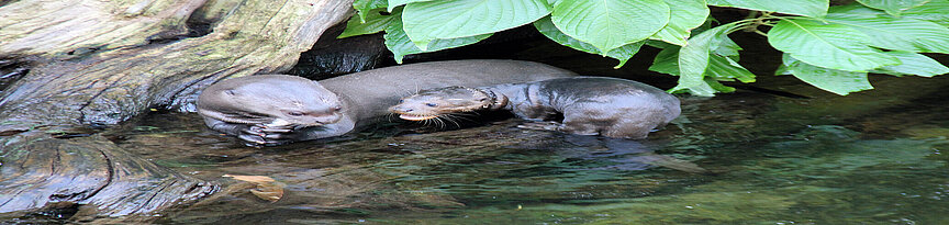 Riesenotter sitzt mit Jungtier auf einem Stamm im Wasser