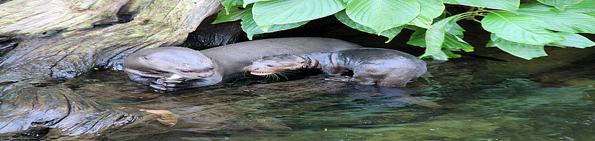 Giant otter with her young