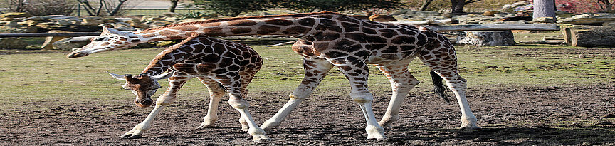 Baringo giraffe looking to the ground