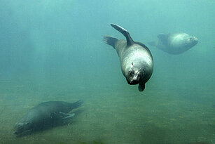 Drei Südafrikanische Seebären schwimmen unter Wasser nebeneinander