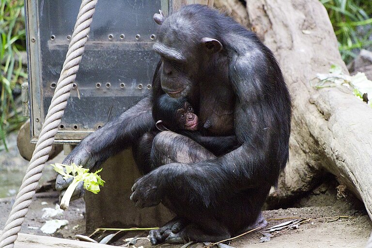 Schimpansenweibchen Kisha mit ihrem Sohn