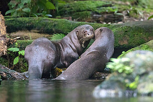 Giant otters laying next to the water