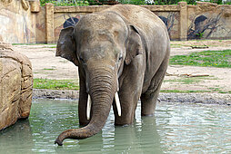 Asiatischer Elefantenbulle beim ins Wasser gehen