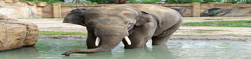 Asiatischer Elefantenbulle beim ins Wasser gehen