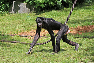 Bonobo beim Laufen von der Seite