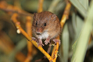 Eurasian harvest mouse 
