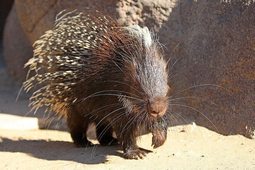 Cape porcupine walking