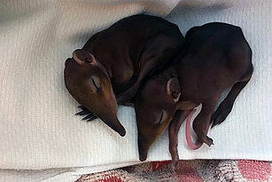 Zwei junge Rüsselhündchen liegen schlafend auf einem Tuch.