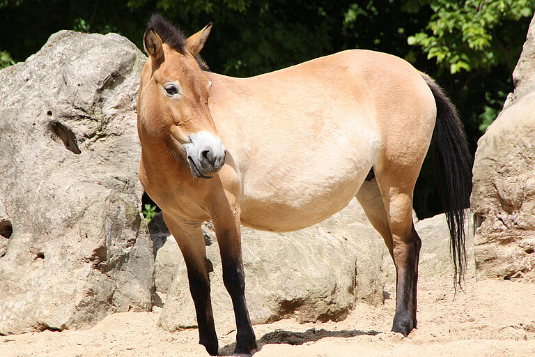 Przewalski’s wild horse from the side