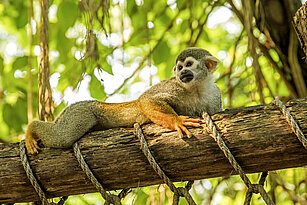 Common squirrel monkey laying on a bough