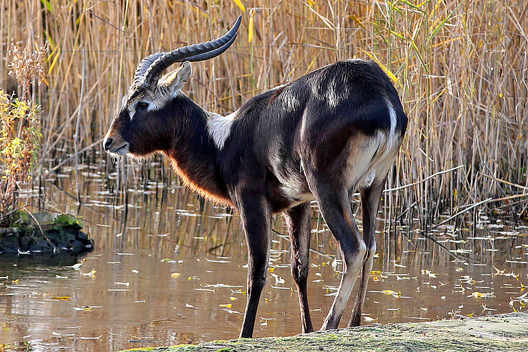 Eine männliche Weißnacken-Moorantilope von der Seite steht am Ufer eines Grabens, im Hintergrund trockenes Schilf.