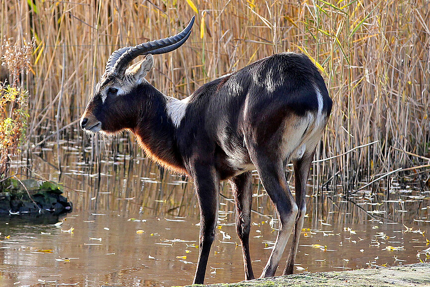 Nile lechwe