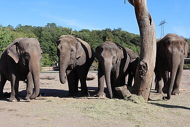 Vier Elefanten auf der Anlage.