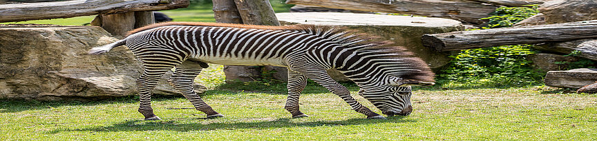 Grevy-Zebra Jungtier beim Fressen von Gras