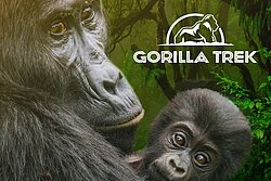 Eltern-Gorilla und Kind im Arm, Dschungel-Hintergrund