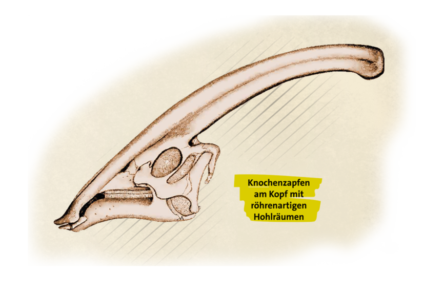 Kopf und Knochenzapfen Parasaurolophus