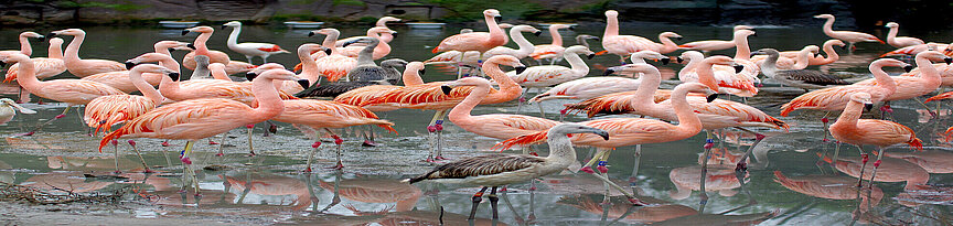sharp of Chilean flamingos