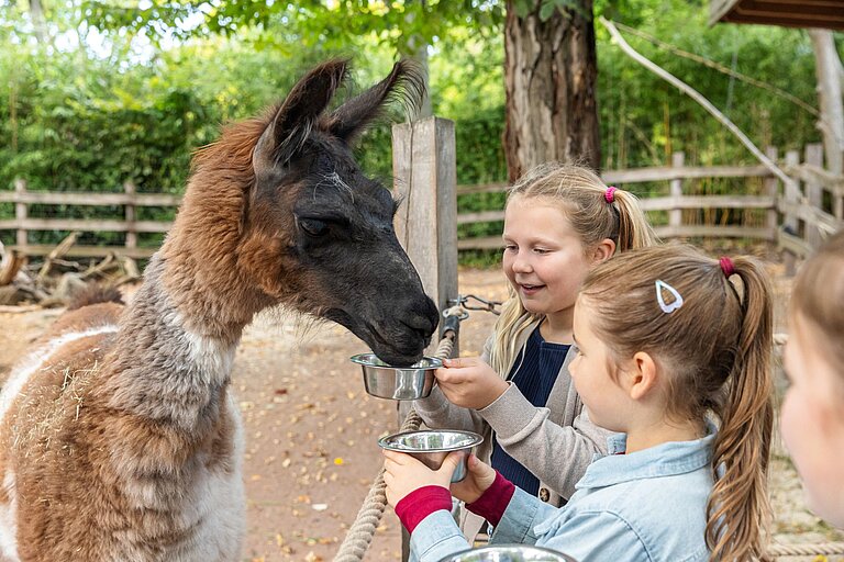 Kinder bei den Lamas in Südamerika