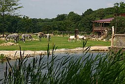 Kiwara-Savanne mit der Kiwara-Lodge, Grevy-Zebras und Thomsongazellen