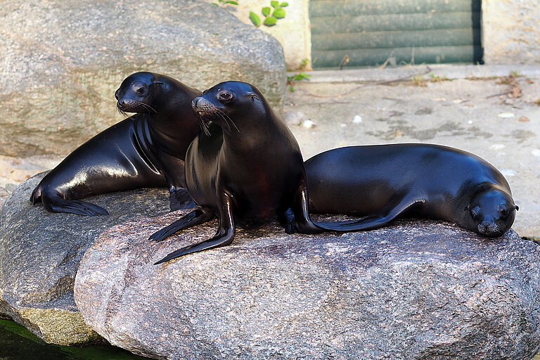 Drei Seelöwen liegen auf einem Stein.